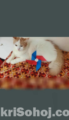 পার্শিয়ান ক্যাট